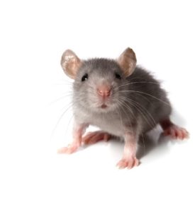 4 Ways to Protect Your Wiring From Rodent Damage